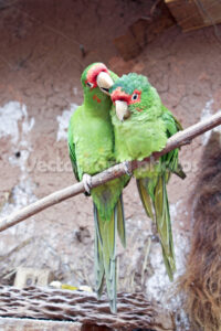 A pair of parrot