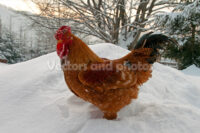 A rooster standing in the snow