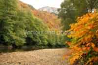 Autumn wood Autumn wood