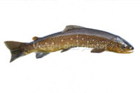Common trout Common trout