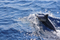 Dolphin in the blue sea