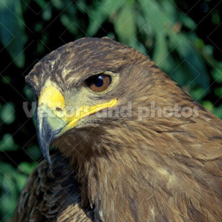 Golden eagle - Vectors and Photos