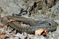 Snake among leaves Snake among leaves